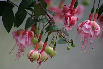 Image showing Bloom