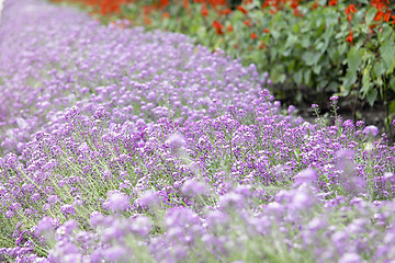 Image showing Purple flower carpet background