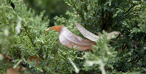 Image showing Dry leaves in pine tree