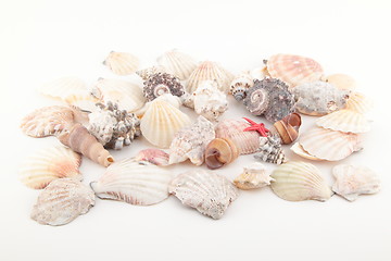 Image showing Seashell collection