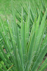 Image showing Close-up of green plant