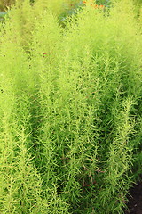 Image showing Abstract Nature of a Garden Hedge