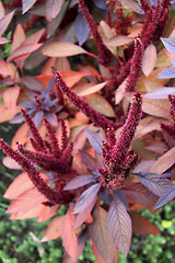 Image showing red flower in garden on grass