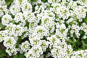 Image showing white flowers close up