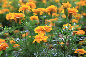 Image showing yellow flowers