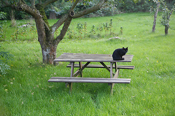 Image showing Black cat