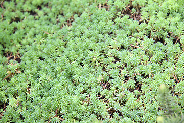 Image showing green plants