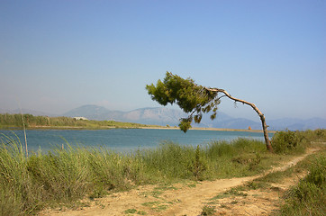 Image showing bent tree