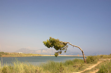 Image showing bent tree