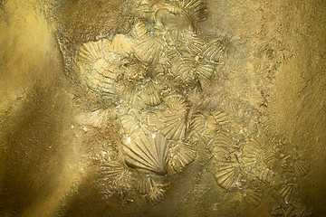 Image showing Shell sediment abstract