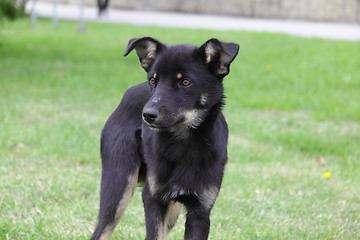 Image showing dog on grass