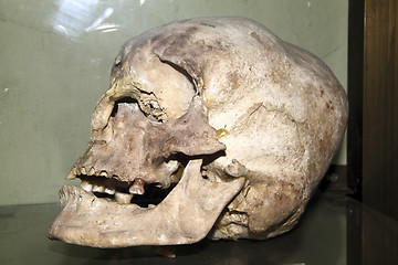 Image showing model of the human skull