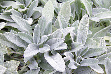 Image showing plant with white petals