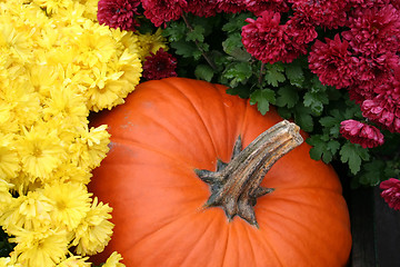 Image showing Autumn Display