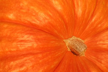 Image showing Orange Gourd