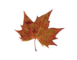 Image showing autumn dry leaf of red oak tree