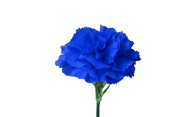 Image showing blue flower isolated on white