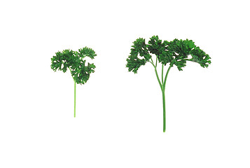 Image showing Fresh tasty dill isolated on white background