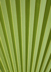 Image showing Palmleaf