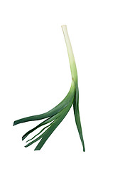 Image showing Green onions isolated on white with natural shadows.