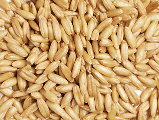 Image showing Fresh spelt grains filling frame making texture