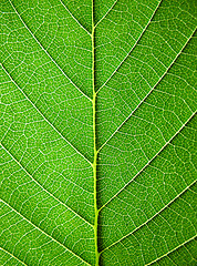 Image showing Leaves, close-up