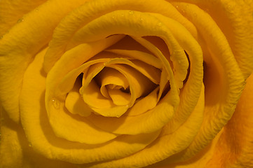 Image showing orange rose