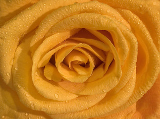 Image showing Rose