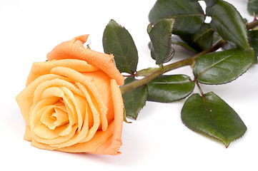 Image showing Alone rose