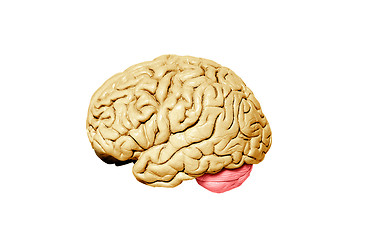 Image showing Human brain model on white background