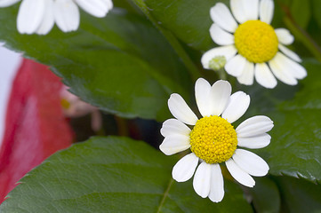 Image showing Chamomile