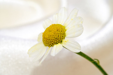 Image showing Chamomile