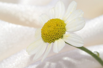 Image showing Chamomile