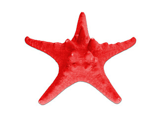 Image showing One beautiful plastic starfish