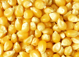 Image showing corn texture