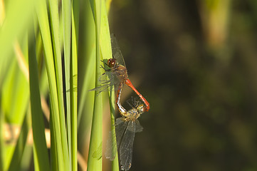 Image showing Dragon-fly