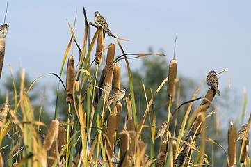 Image showing Sparrows