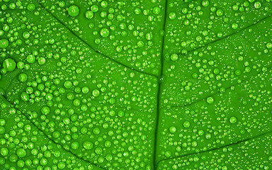 Image showing Green leaf with drops of water