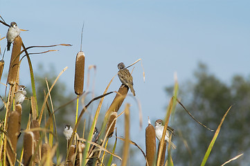 Image showing Sparrows