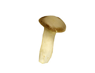 Image showing agaricus mushroom isolated on a white background