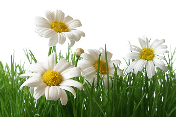 Image showing Daisy Field Macro