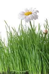 Image showing Daisy and Grass