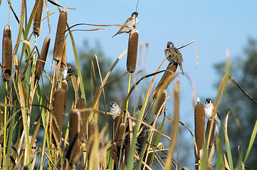 Image showing Sparrows