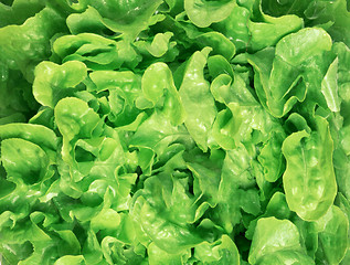 Image showing fresh green salad macro