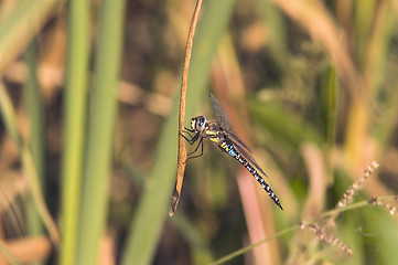 Image showing Dragon-fly