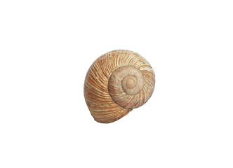 Image showing Sea Shell on Isolated White Background