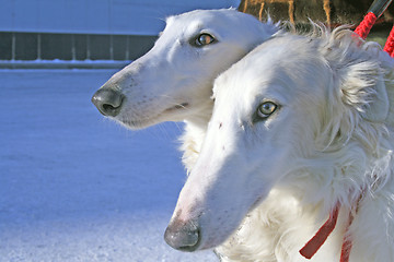 Image showing borzoi dogs