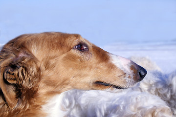 Image showing borzoi dog