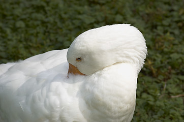 Image showing White Duck