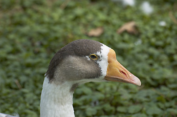 Image showing Duck